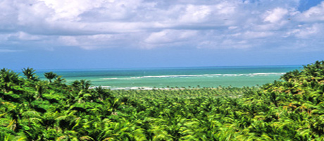 Praia do Gunga - Barra de São Miguel 