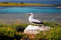 Abrolhos Atobá Branco 