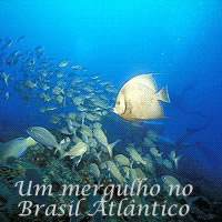 Mergulho no Brasil Atlântico