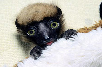 Bebê de lêmur-coroado de Madagascar