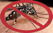 Dengue