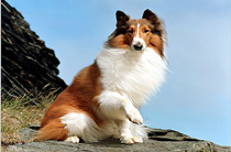 Lassie – uma collie corajosa e inteligente